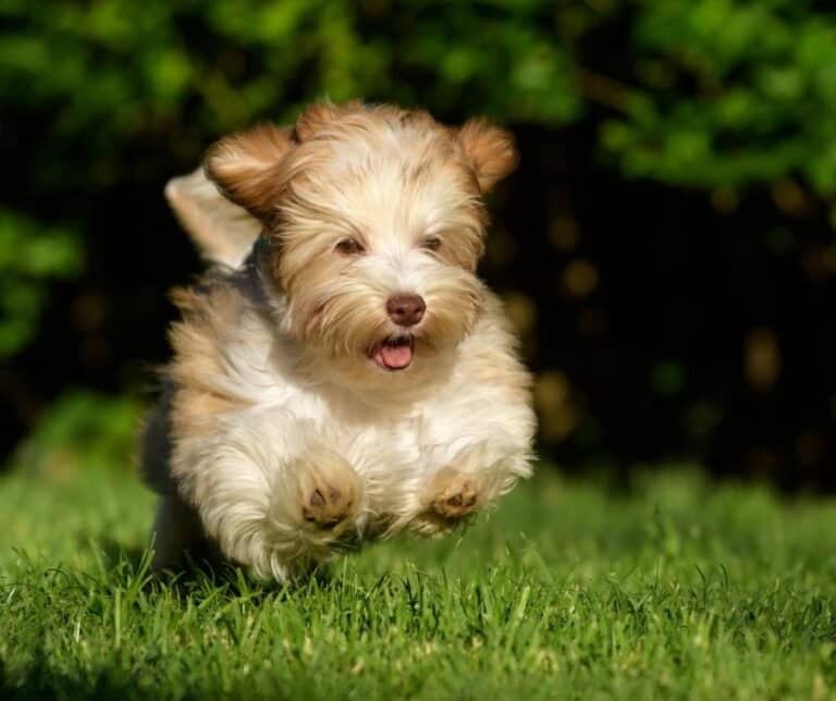 Why won’t my puppy play with me? dogpackr