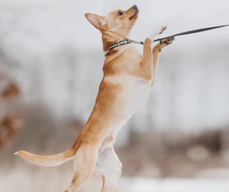 My dog gets overstimulated at daycare, what can I do? dogpackr