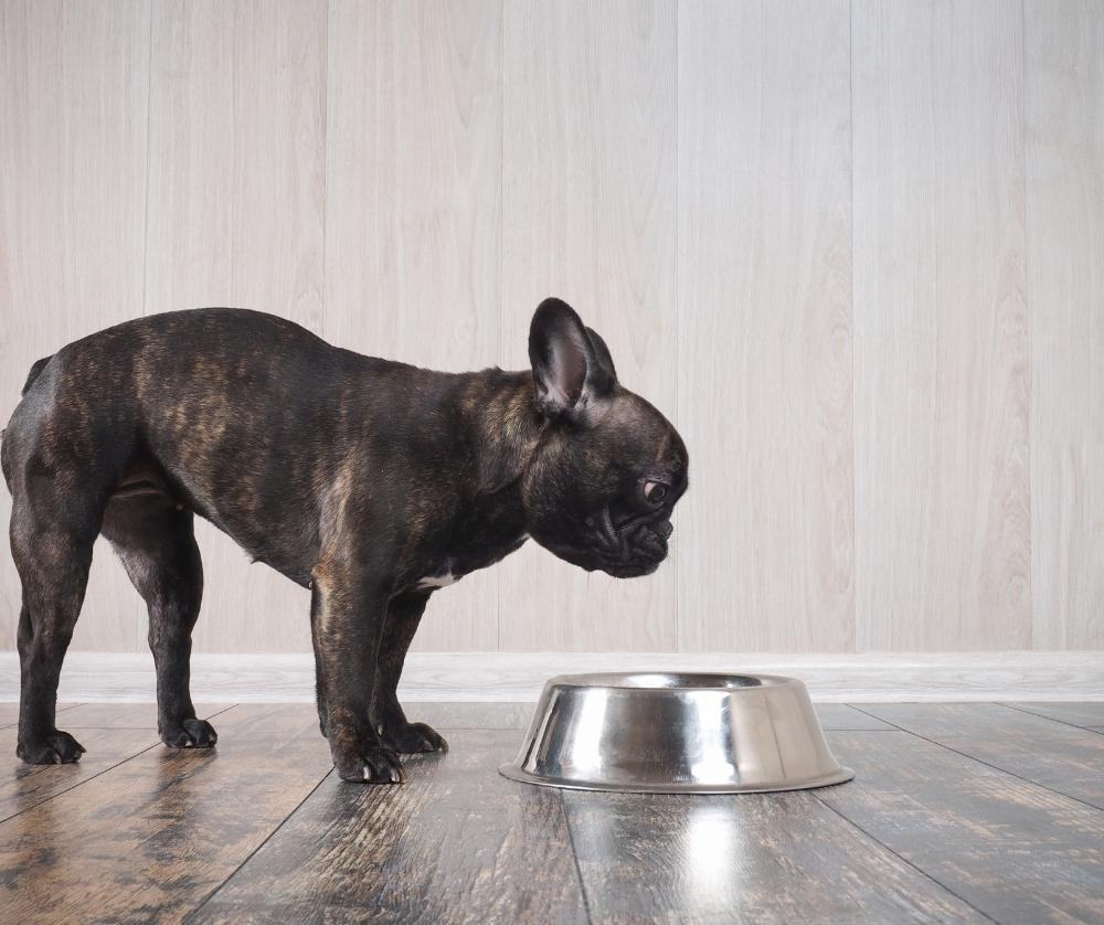 dog barking at water bowl