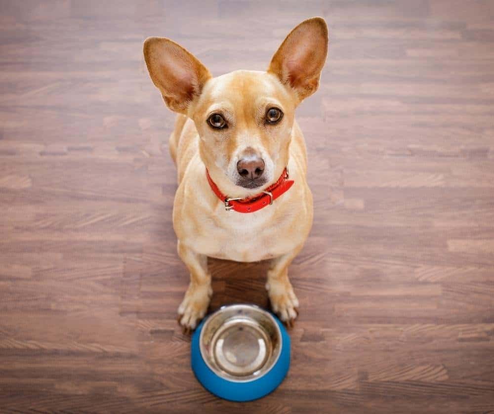 puppy keeps pawing water bowl