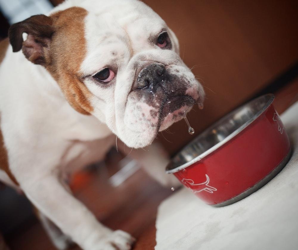 drooling dog with water bowl