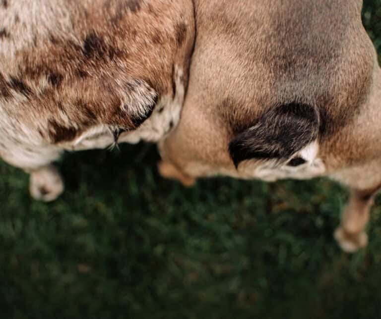 Why does my dog sit and spin in circles? dogpackr