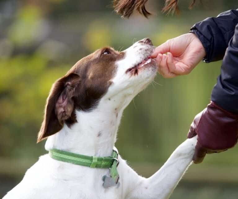 Why is my dog hyper after pooping? Should I be worried? dogpackr