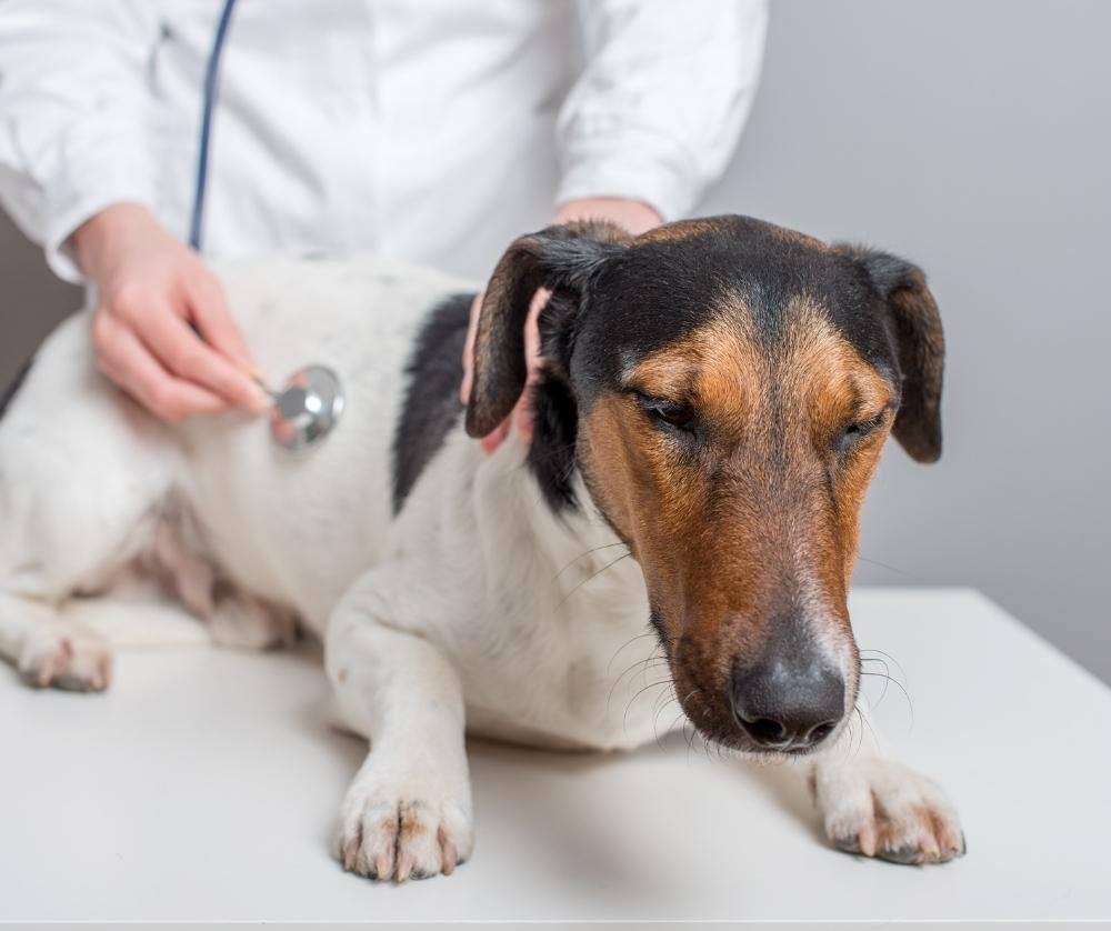 if your dog gets hyper after pooping all the time, it may be time for the vet