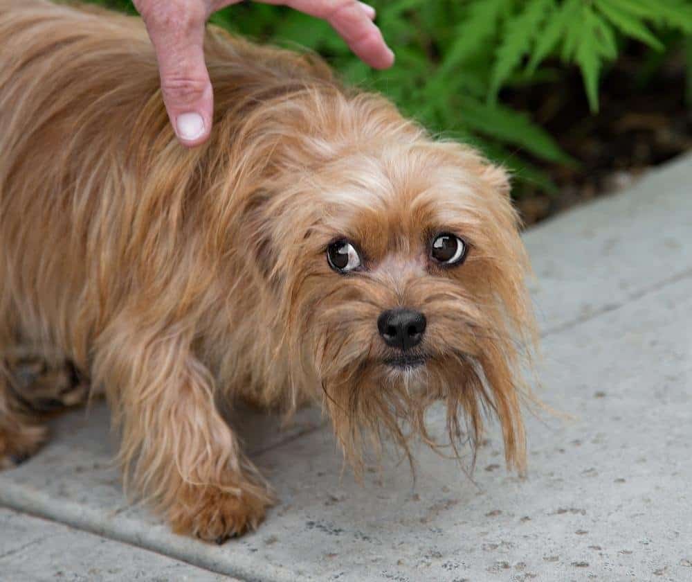 how do you tell if a dog is scared of you