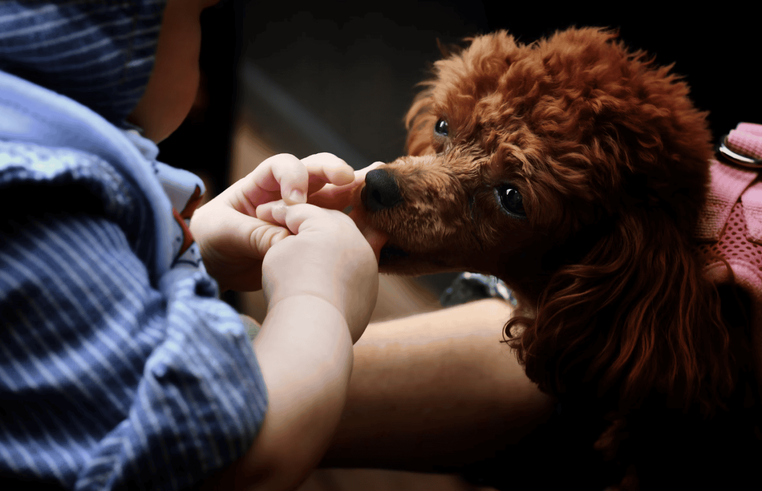 Why Does My Dog Lick My Hands? dogpackr